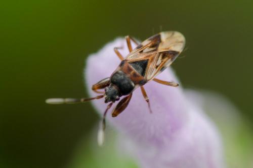 Scolopostethus sp.